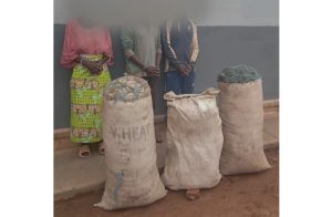 Rwamagana: Umugore n’umwana we mu bafatanywe ibilo 105 by’urumogi