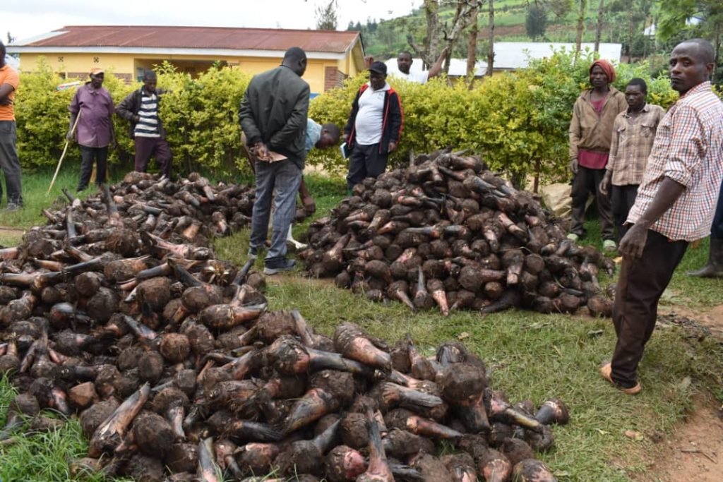 Ngororero: Harateganywa kuvugurura imibyare 44 4000 kuri hegitari 45