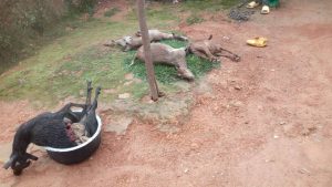 Nyamasheke: Imbwa zimaze kurya ihene 13, abaturage barahangayitse