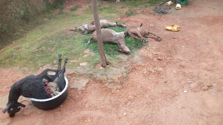 Nyamasheke: Imbwa zimaze kurya ihene 13, abaturage barahangayitse