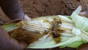Sobanukirwa inama zafasha kurwanya ibyonnyi n’indwara mu bihingwa