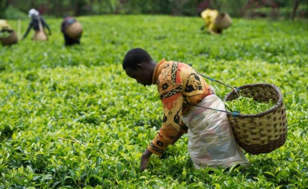 Ngororero: Abagoronome n’abaveterineri basabwe  gukorera mu baturage