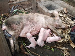 Rwamagana: Abafite ubumuga boroye ingurube zibateza imbere boroza n’abandi