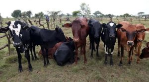 Amatungo yo muri Kayonza yashyizwe mu Kato kubera uburenge