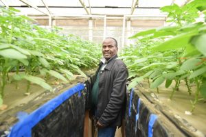 Musanze: Abahinzi bakoresha ifumbire y’amatotoro itarabora neza barataka igihombo