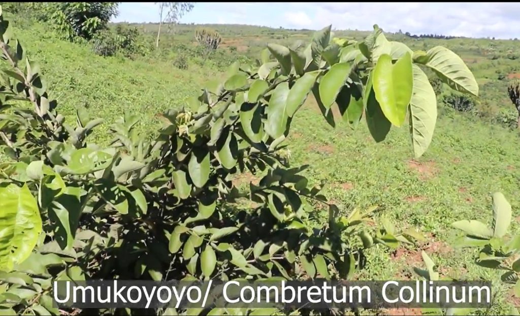 Menya akamaro k’igiti cyitwa Umukoyoyo