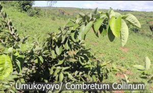 Menya akamaro k’igiti cyitwa Umukoyoyo