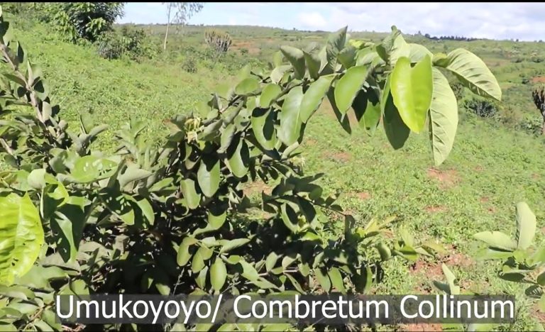 Menya akamaro k’igiti cyitwa Umukoyoyo