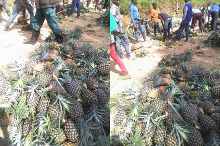 Gakenke: Intandaro yo kubura isoko ry’inanasi kugeza n’aho zitemerwa ingurube