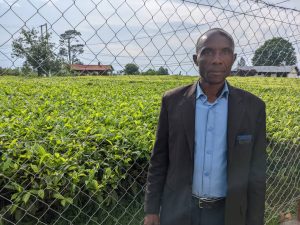 Rusizi:&nbsp; Impungenge ku buke bw’urubyiruko rwitabira ubuhinzi bw’icyayi.