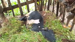 Nyamasheke: Inka 5 za Girinka zapfuye mu Kagari, abazihawe baravugwaho kuzirutsa