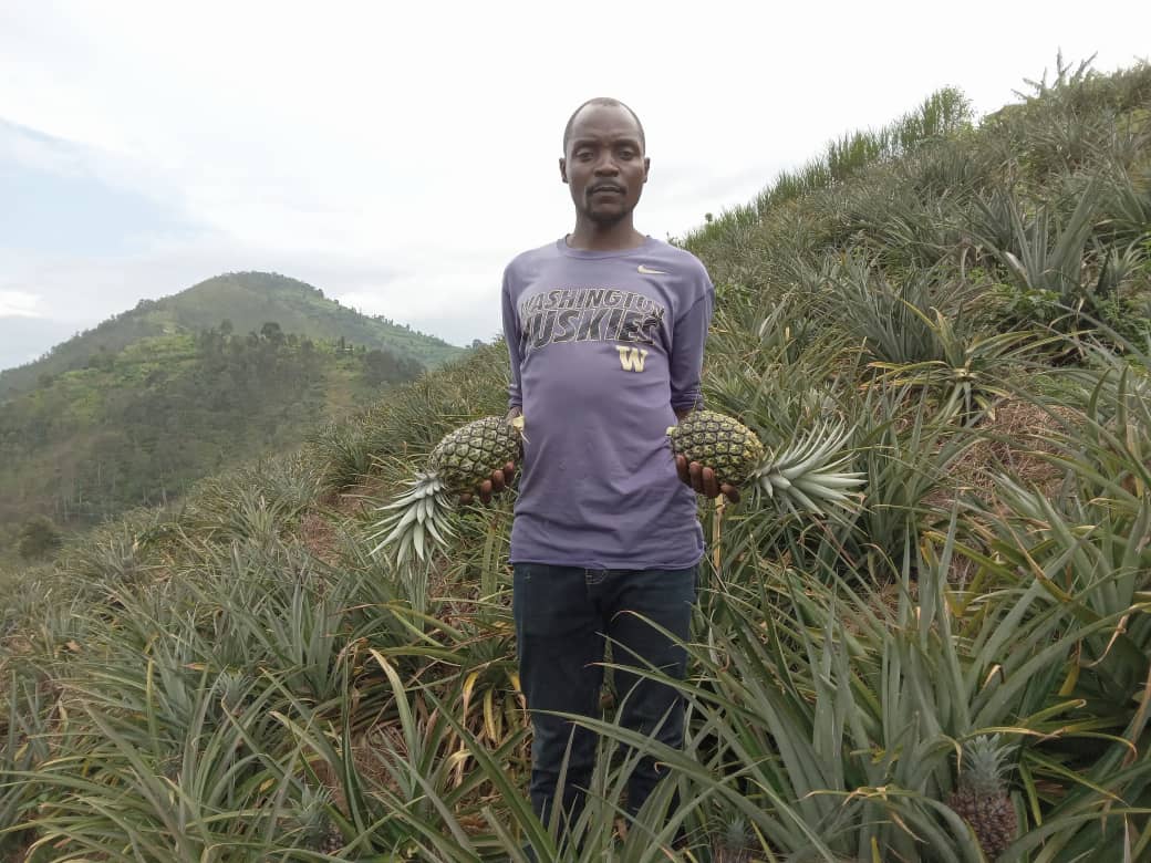 Gakenke: Abahinzi b’inanasi barataka igihombo baterwa n’abamamyi