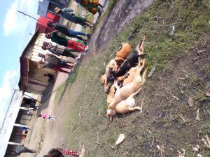 Nyamasheke: Imbwa 62 zikekwaho kurya amatungo y’abaturage zishwe