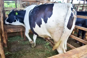 Ingamba zafashwe mu kwirinda indwara y’ubutaka