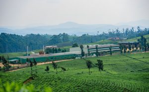 Nyaruguru: Uruganda rw’icyayi rwa Nshili-Kivu rwifuza kongererwa hegitari 1000 &nbsp;