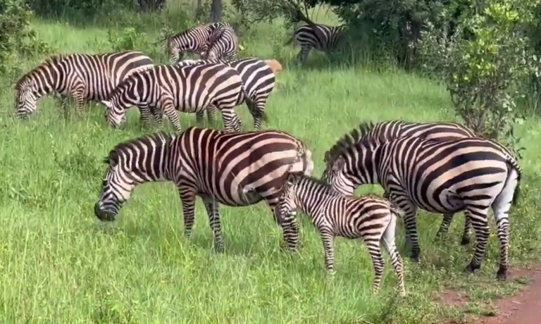 Uruzitiro rwa Pariki y’Akagera rwagabanyije kubangamirana n’inyamanswa