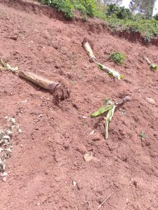 Kamonyi: Hatangiye gushakishwa ukekwaho gutema insina z’uwarokotse Jenoside