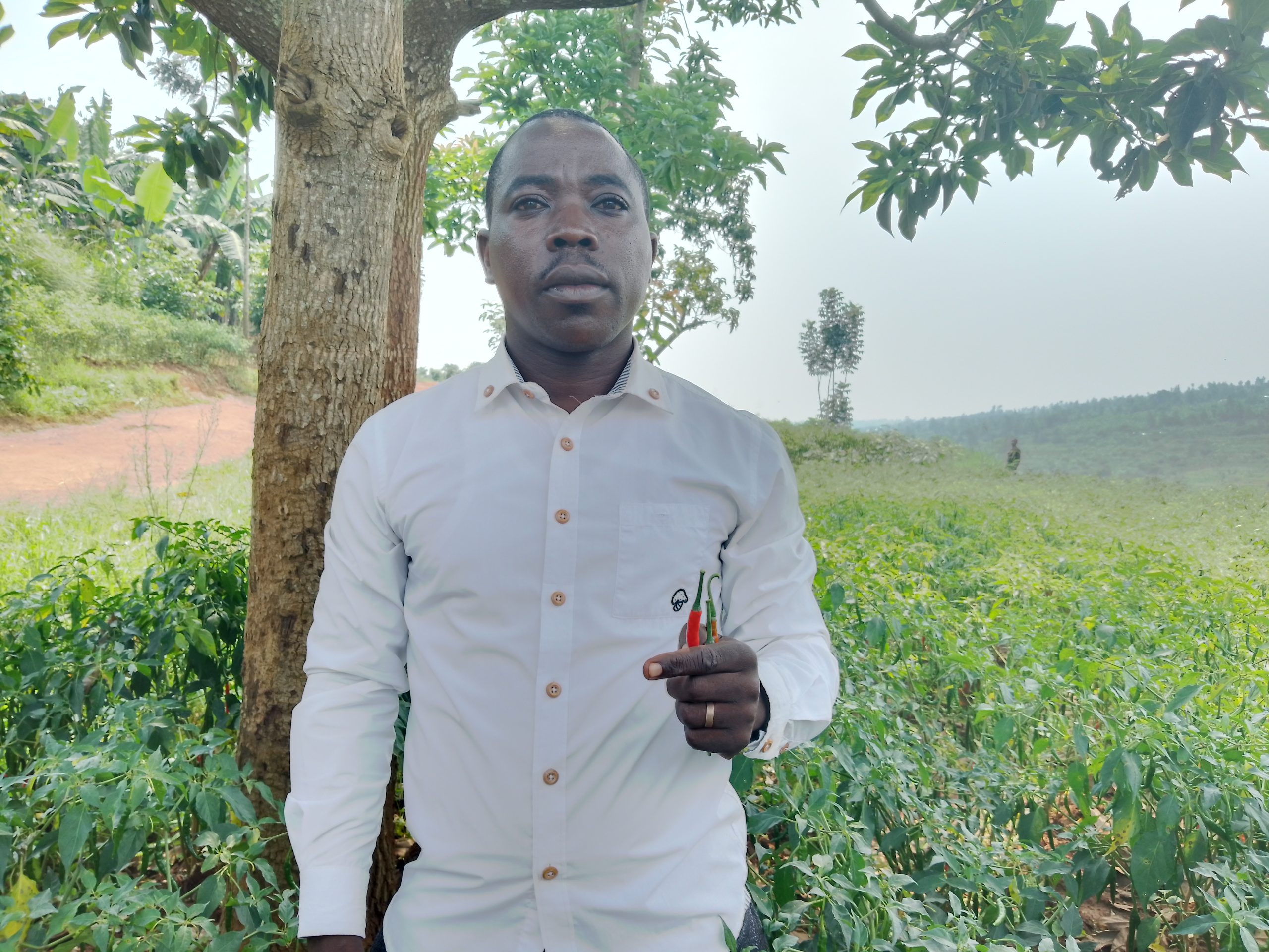 Rwamagana: Umuhinzi w’urusenda yinjiza arenga miliyoni 3 mu gihembwe