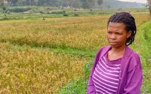 Muhanga: Abahinzi b’umuceri bakubye umusaruro 4 barashimira Perezida Kagame