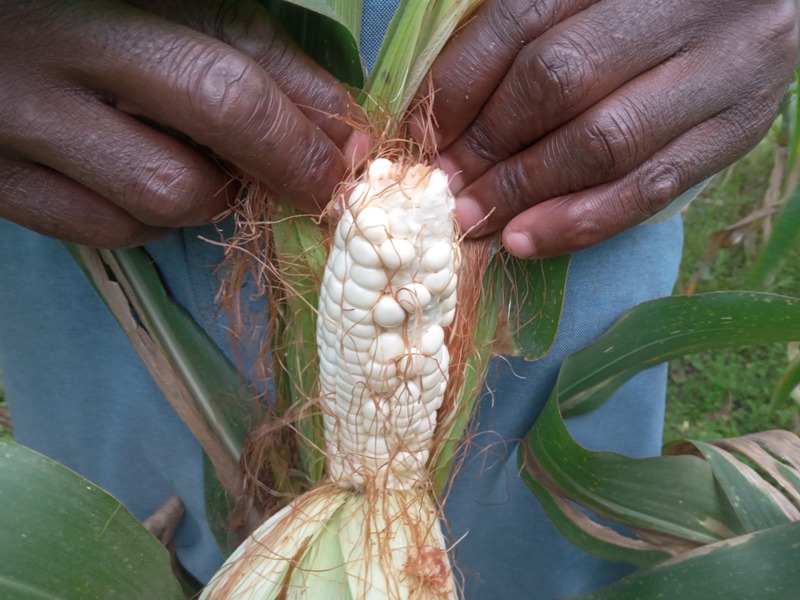 Nyabihu: Ibigori byaciwe ibisage bigiheka byera intagarane