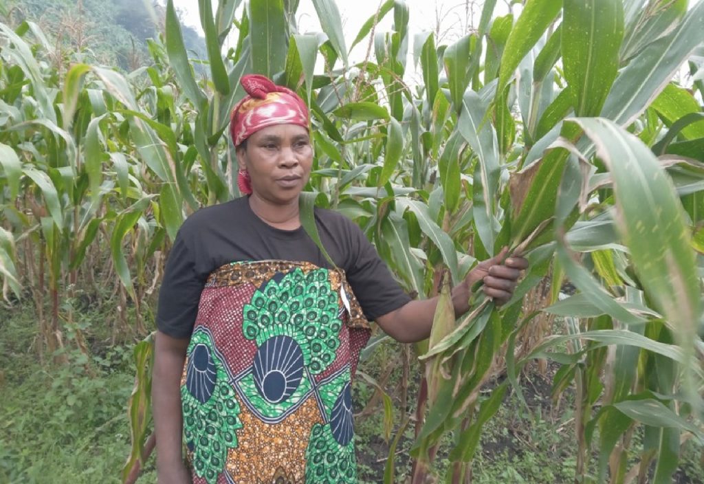 Nyabihu:&nbsp; Ibigori byakijije umupfakazi guca inshuro ahinduka utanga akazi