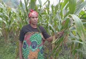 Nyabihu:&nbsp; Ibigori byakijije umupfakazi guca inshuro ahinduka utanga akazi