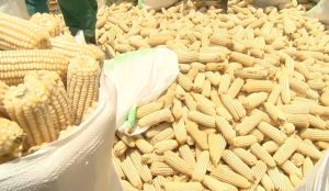 Kayonza: Ibigori yejeje ahahoze urwuri byamwinjirije hafi miliyoni 5 Frw