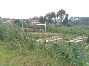 Abaturiye Umudugudu w’icyitegererezo wa Kinigi barasaba guhabwa ingurane bakimuka