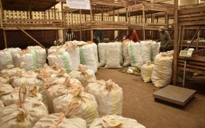 Musanze: Abahinzi b’ibirayi barataka igihombo, ikilo kiragura 350 Frw