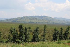 Burera: Biyemeje gukaza ingamba zo gukumira ibyangiza igishanga cy’Urugezi