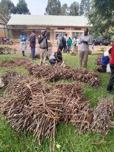 Ruhango: Abahinzi barashimira ubuyobozi bwabahaye imbuto y’imyumbati