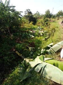 Kamonyi: Yatemye insina 60 yateye anigamba ko yanatema umubyeyi we