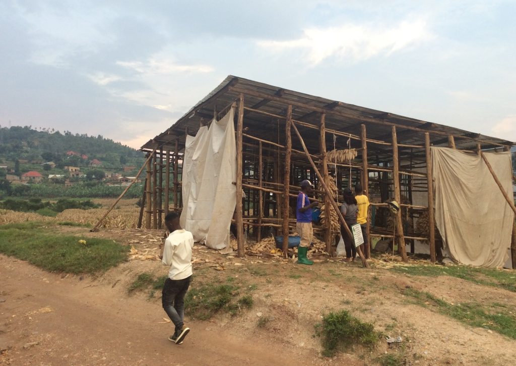 Kamonyi: Abiteze umusaruro w’ibigori mwinshi bongerewe ubwanikiro 68