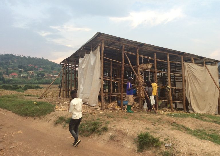 Kamonyi: Abiteze umusaruro w’ibigori mwinshi bongerewe ubwanikiro 68