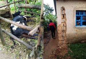 Nyamasheke: Inkuba yishe inka inasenya inzu y’umuturage