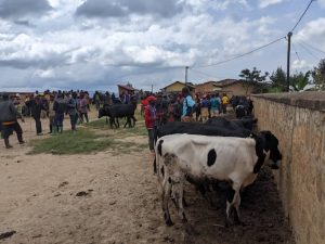 Nyamasheke: Byinshi ku Mirenge yatsimbaraye ku korora ibimasa gusa
