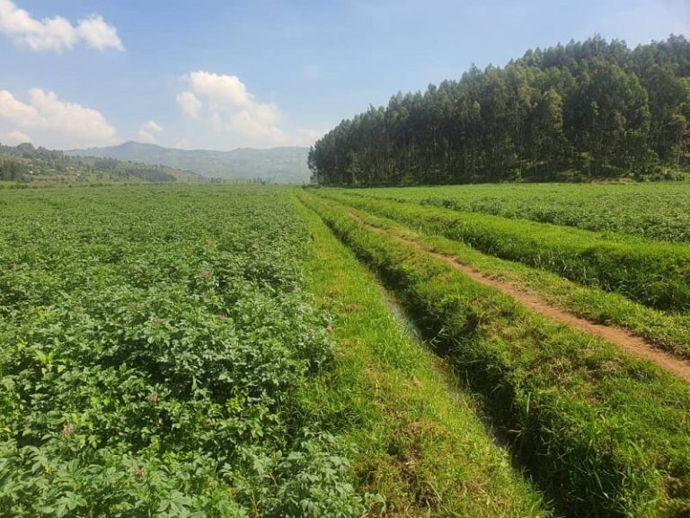 Burera: Abahinga mu gishanga cya Kamiranzovu  bugarijwe n’ibihombo
