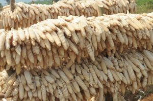 Iyo imvura itaba nyinshi umusaruro w’ibigori wari kurenga Toni ibihumbi 600
