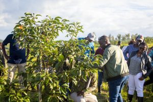 Ubuhinzi n’ubworozi bwinjirije u Rwanda Miliyari 1000 FRW  