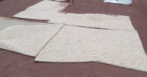 Burera: Abahinzi b’ibigori babangamiwe n’abamamyi batesha agaciro umusaruro