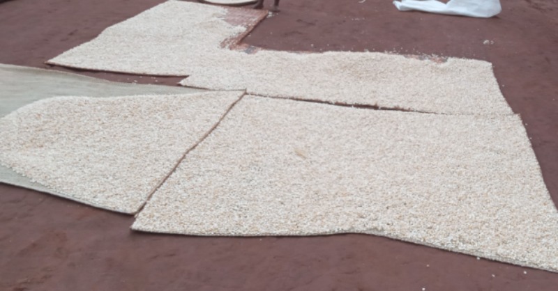Burera: Abahinzi b’ibigori babangamiwe n’abamamyi batesha agaciro umusaruro