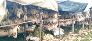 Muhanga: Barubaka ubwanikiro 60 mu kurinda umusaruro kwangirika