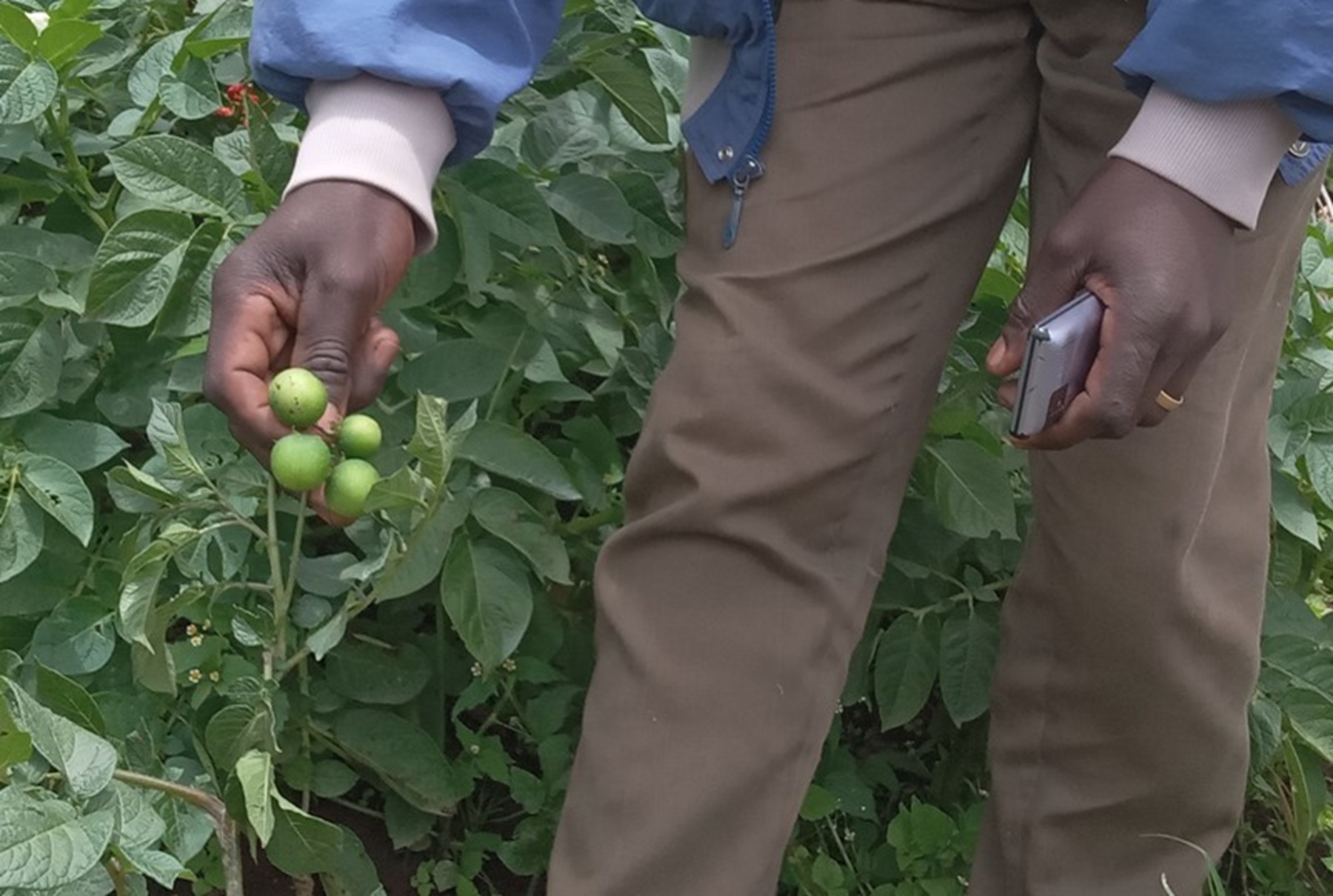 Musanze: Abamwitaga umusazi abaha imbuto y’ibirayi akura mu ruyange
