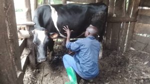 Nyamasheke: Aborozi bakabonye litiro 15 z’amata ku munsi ntibarenza 3