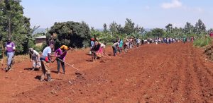 Iburasirazuba: Abahinzi bashishikarizwa gukurikiza inama z’ubuhinzi bagirwa