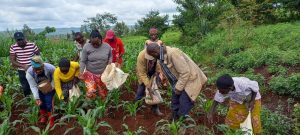 Rwamagana: Ishuri ry’ubuhinzi ku Mudugudu ryabafashishe guhinga kijyambere