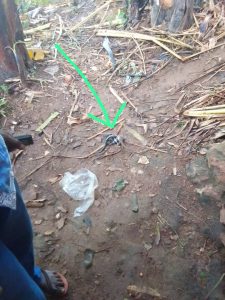 Rusizi: Kwa Mudugudu hasanzwe inzoka yizingiye ku mbeba mu isashi ari bizima  
