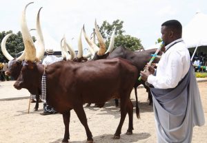 Inyambo zazamuye umubare w’abasura mu Rukari ugera ku bihumbi 50