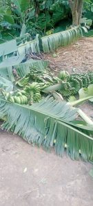 Rusizi: Uherutse gufungurwa arashakishwa nyuma yo gutema insina z’umuturanyi we
