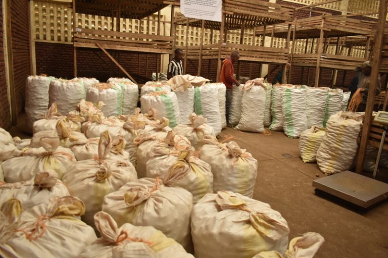 Nyabihu: Ikoreshwa ry’imbuto gakondo y’ibirayi ritubya umusaruro ukanangirika byoroshye